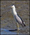 _3SB6031 black-crowned night-heron